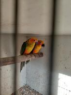 Koppel zonparkieten, Dieren en Toebehoren, Vogels | Parkieten en Papegaaien, Meerdere dieren, Parkiet, Geringd