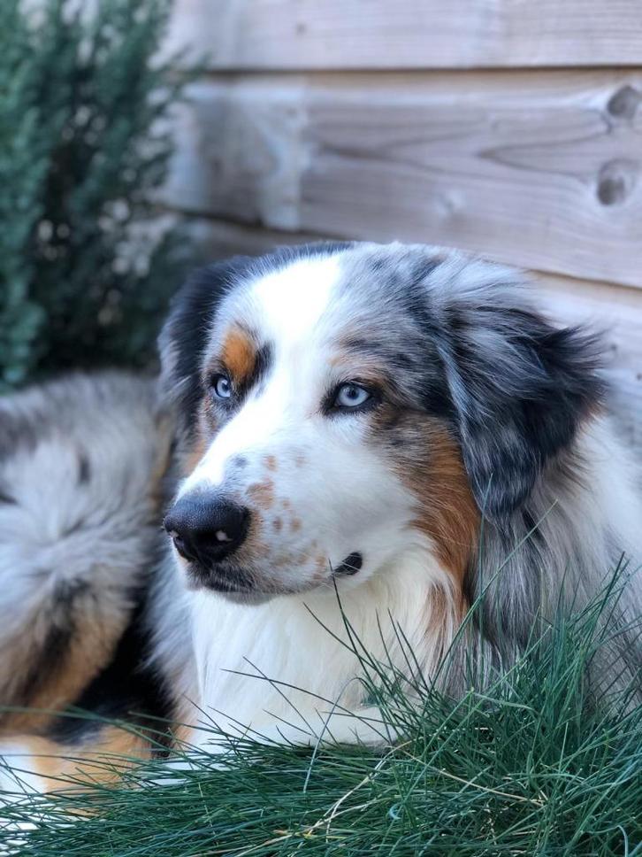 Dekreu aangeboden Australische Herder Blue Merle, Dieren en Toebehoren, Honden | Dekreuen, Reu, Fokker | Hobbymatig, Eén hond