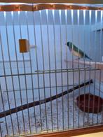 Te koop gouldamedine man en pop, Meerdere dieren