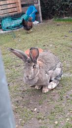Mooie gezonde Vlaamse Reus Konijn, Dieren en Toebehoren, Konijnen, Vrouwelijk, Groot, 0 tot 2 jaar