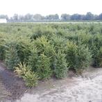 Taxus baccata kwekerij-opruiming, Ophalen, Taxus, Haag, 100 tot 250 cm
