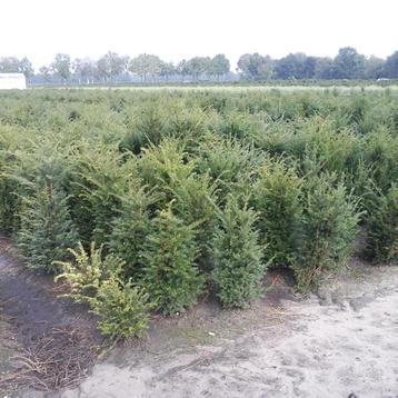 Taxus baccata kwekerij-opruiming beschikbaar voor biedingen