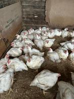 Mest haan ongeveer 5 kg 20 euro Per stuk, Dieren en Toebehoren, Mannelijk, Kip