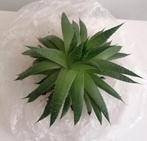 Kamerplant Aloe Aristata klein per stuk  € 3,00, Vetplant, Minder dan 100 cm, Bloeiende kamerplant, Halfschaduw