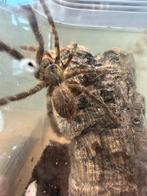 Poecilotheria ornata, Dieren en Toebehoren, Insecten en Spinnen, Spin of Schorpioen