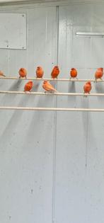 11 rode kanaries in rood schimmel en rood intensief, Meerdere dieren, Kleurkanarie