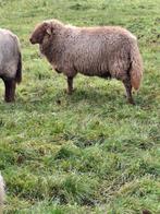 Dekram Coburger Fuchs, Dieren en Toebehoren, Mannelijk, Schaap, 0 tot 2 jaar
