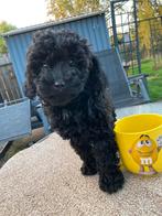 Toypoedel pups, Poedel, CDV (hondenziekte), 8 tot 15 weken, Meerdere