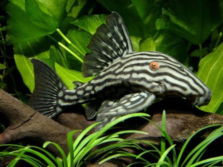 Bijzondere L nummers, eigen Import uit Colombia, Dieren en Toebehoren, Vissen | Aquariumvissen, Zoetwatervis, Vis