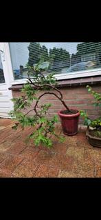 Buiten bonsai, Ophalen