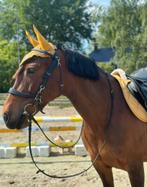 Zachtaardige grote E Pony, Dieren en Toebehoren, Pony's, B, Gechipt, 7 tot 10 jaar, Recreatiepony