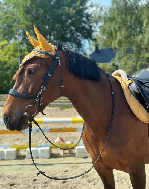 Zachtaardige grote E Pony, Dieren en Toebehoren, Pony's, Merrie, B, E pony (1.48m - 1.57m), Recreatiepony, 7 tot 10 jaar, Met stamboom