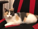 Brits korthaar, Dieren en Toebehoren, Katten en Kittens | Overige Katten, Poes