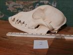 Schedel van een kleine hond met duidelijke onderbeet (2) DOG, Ophalen of Verzenden, Hond of Kat, Schedel
