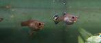 Gup vrouw, Dieren en Toebehoren, Vissen | Aquariumvissen, Vis