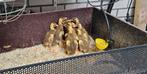 Reebonte loopeenden raszuiver, Dieren en Toebehoren, Pluimvee, Meerdere dieren, Eend