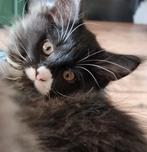 Prachtige Maine Coon XXL kittens, Meerdere dieren, Ontwormd