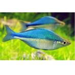 Melanotaenia Lacustris - Blauwe Regenboogvis, Dieren en Toebehoren, Vissen | Aquariumvissen, Zoetwatervis, Vis