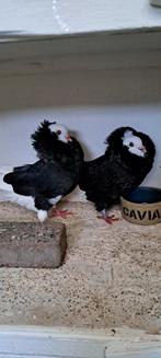 Te koop sierduiven Oudhollands kapucijn duiven, Dieren en Toebehoren, Vogels | Duiven, Meerdere dieren, Overige soorten