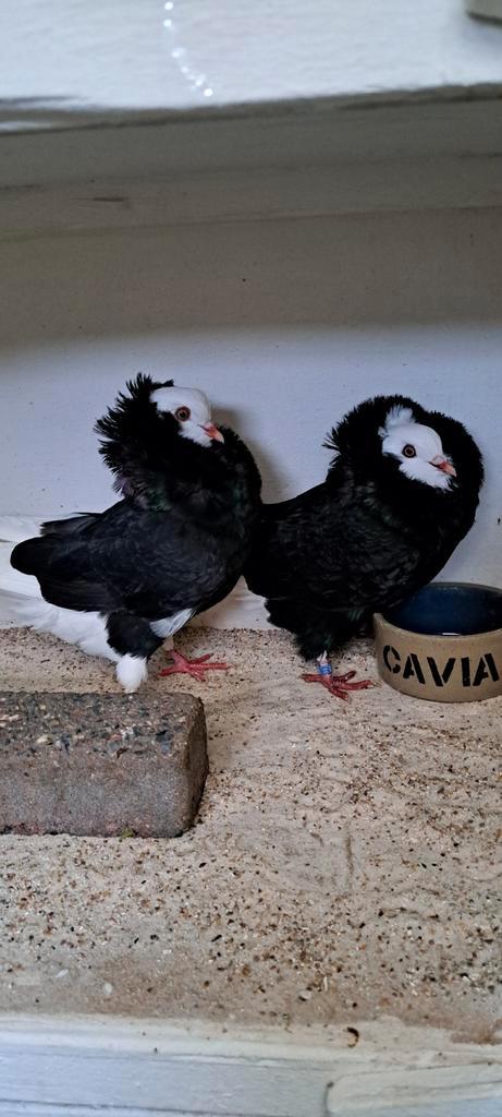 Te koop sierduiven Oudhollands kapucijn duiven, Dieren en Toebehoren, Vogels | Duiven, Overige soorten, Meerdere dieren