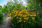 Rudbeckia fulgida 'Goldsturm' (Gele Zonnehoed) P9, Volle zon, Vaste plant, Zomer, Ophalen