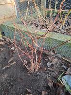 Blauwe bessen struik, Ophalen, Minder dan 100 cm, Overige soorten, Lente