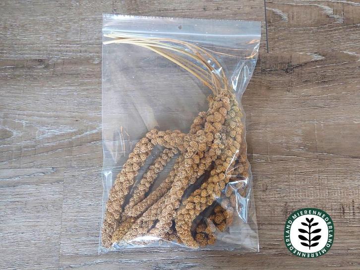 Trosgierst | Messor snack | 8 stuks  | MIEREN HOUDEN, Dieren en Toebehoren, Insecten en Spinnen, Mieren