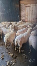 Schapen scheren, Dieren en Toebehoren, Schapen, Geiten en Varkens, Vrouwelijk, Schaap