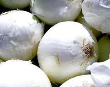 Ui White Queen beschikbaar voor biedingen