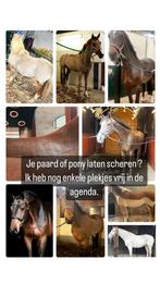 Paard pony scheren heel Nederland en Duitsland, Diensten en Vakmensen, Dieren | Paarden | Verzorging, Oppas en Les