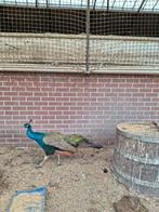 Pauwen, Dieren en Toebehoren, Pluimvee, Meerdere dieren, Overige soorten