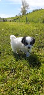 Super leuke Bichon frisé/Coton de Tuléar pup, CDV (hondenziekte), Particulier, Meerdere, 8 tot 15 weken