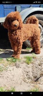 Dekreu Poedels.. voor Labradoodle, Cockapoo of Cocker Spanie, Rabiës (hondsdolheid), Reu, Eén hond, 3 tot 5 jaar