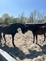 Draagmerrie/recreatiemerrie/weidemaatje, Dieren en Toebehoren, Paarden, Merrie, Recreatiepaard