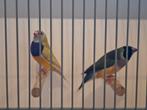 Prachtig koppel gouldamadines, Dieren en Toebehoren, Vogels | Overige Vogels, Meerdere dieren