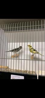 Koppel raza kanarie, Dieren en Toebehoren, Vogels | Kanaries, Meerdere dieren, Postuurkanarie