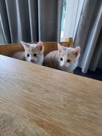 Gratis: Twee lieve broertjes zoeken samen nieuw thuis, Dieren en Toebehoren, Katten en Kittens | Overige Katten, Meerdere dieren