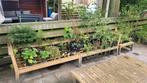 Stekken en zaailingen van vaste planten en (fruit)bomen, Ophalen, Zomer, Overige soorten, Volle zon