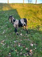 Nubiche bok, Dieren en Toebehoren, Mannelijk, Geit
