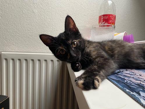 Kittens (tortie) drie kleuren en zwart. M blauwerus/bengaal., Dieren en Toebehoren, Katten en Kittens | Overige Katten, Kortharig
