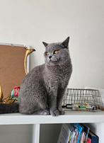 Britse Korthaar dekkater beschikbaar (NIET TE KOOP), Dieren en Toebehoren, Katten en Kittens | Dekkaters