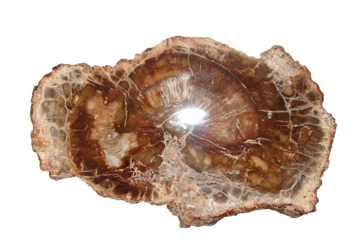 Schijf versteend hout  Circa 20 miljoen jaar oud 370 gram, Verzamelen, Mineralen en Fossielen, Fossiel, Ophalen of Verzenden