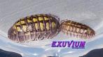 Armadillidium granulatum Lemon isopods / pissebedden, Overige soorten