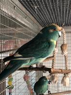 Kakariki man, Dieren en Toebehoren, Vogels | Parkieten en Papegaaien, Mannelijk, Parkiet, Geringd