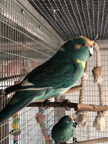 Kakariki man beschikbaar voor biedingen