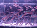 Kardinaal tetra, Dieren en Toebehoren, Vis