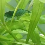 Blue Dream garnalen, Dieren en Toebehoren, Vissen | Aquaria en Toebehoren, Ophalen of Verzenden, Nieuw