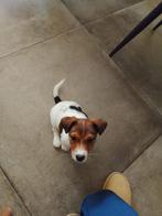 Jack russel teefje laagbenig, Jack Russell Terriër, 8 tot 15 weken, Teef, Parvo