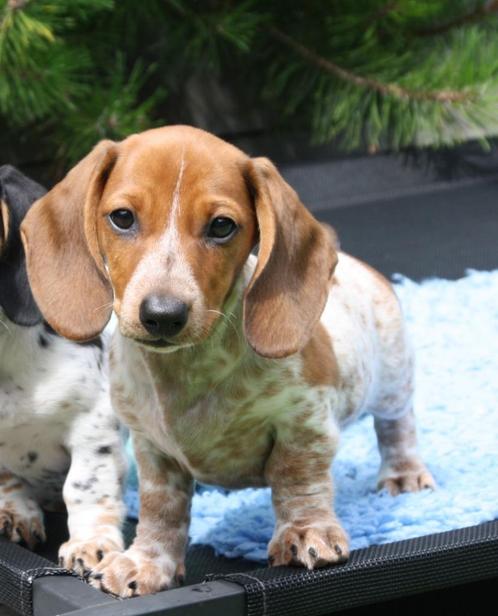 Dwergteckel pup (reutje), Dieren en Toebehoren, Honden | Teckels en Dashonden, Reu, Korthaar, Dwerg, Fokker | Hobbymatig, Meerdere