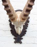 Hoorns ALPEN STEENBOK (Capra ibex) op schild - gewei, Verzamelen, Dierenverzamelingen, Ophalen, Gebruikt, Wild dier, Gewei of Kop